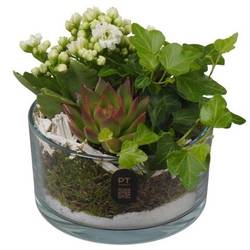 Kal.Arr PTIG2602 T14 H017