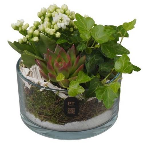 Kal.Arr PTIG2602 T14 H017