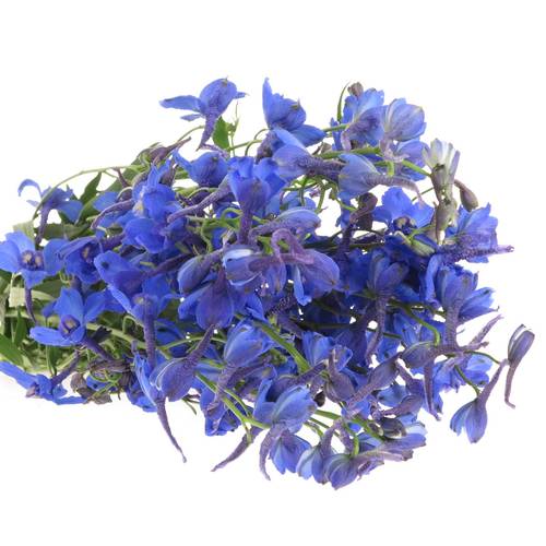 Delphinium blau Donna x 20 80cm
