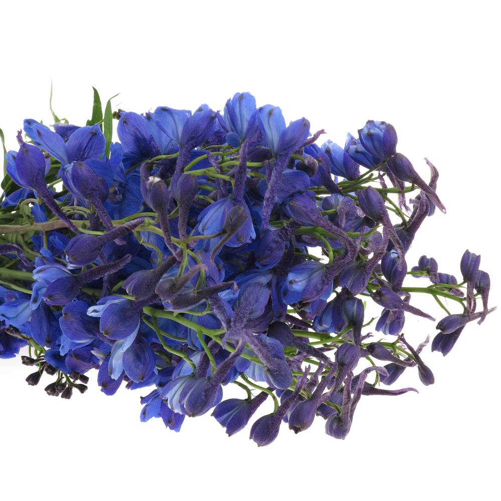 Delphinium blau Donna x 20 80cm