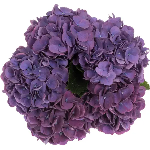 Hortensie lila Opera classic Bol 17cm 60cm