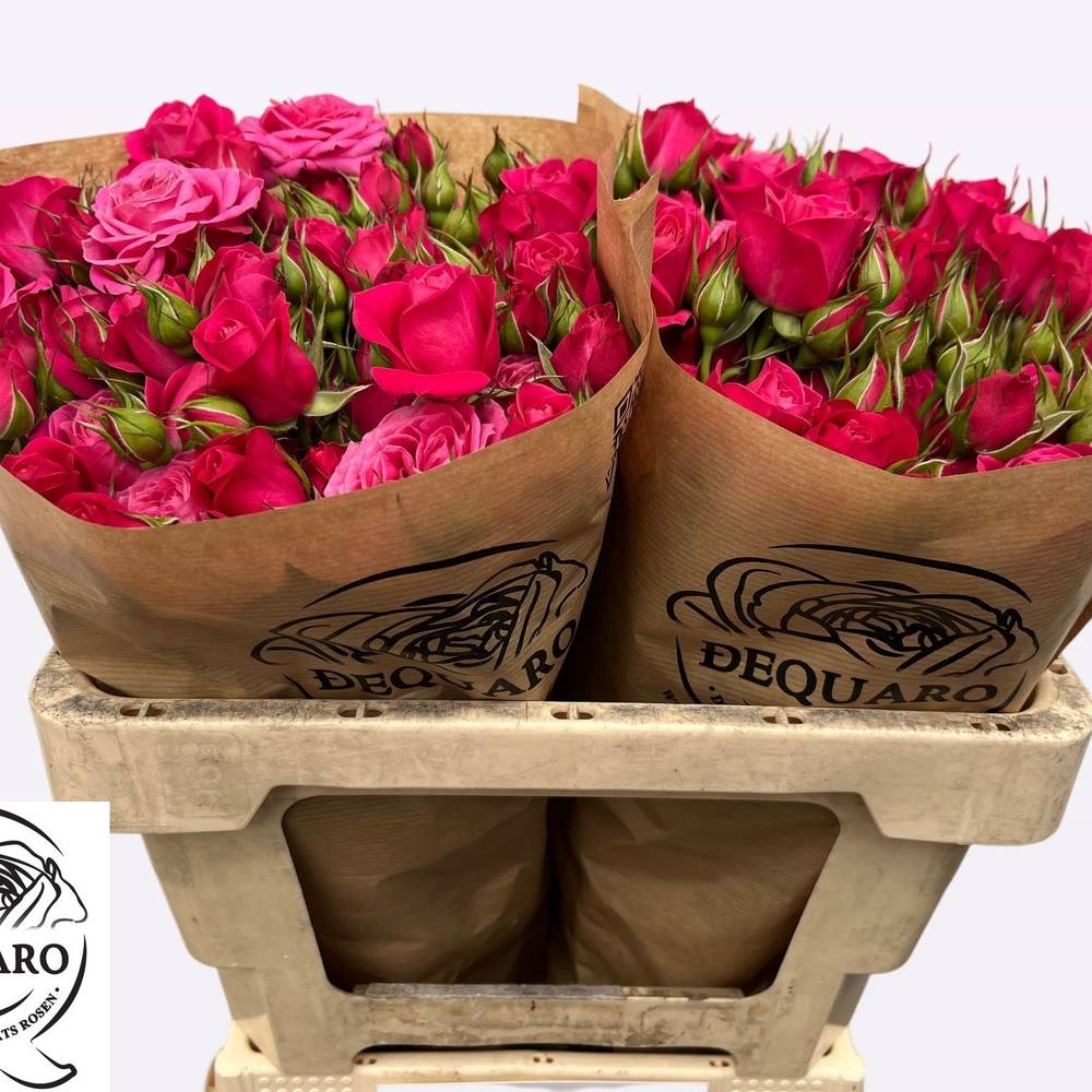 Rosa Freiland fuchsia Domino 3+Blüte 50cm