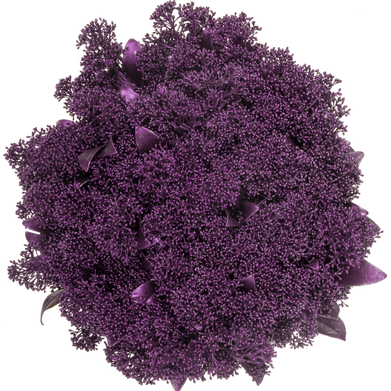 Skimmia rosa metallic erica gefärbt 45cm