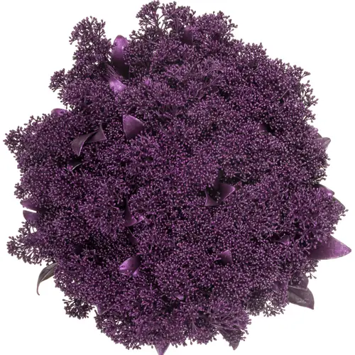 Skimmia rosa metallic erica gefärbt 45cm