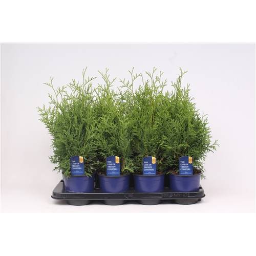 Thuja Oc Holmstr T13 H40