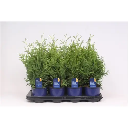 Thuja Oc Holmstr T13 H40