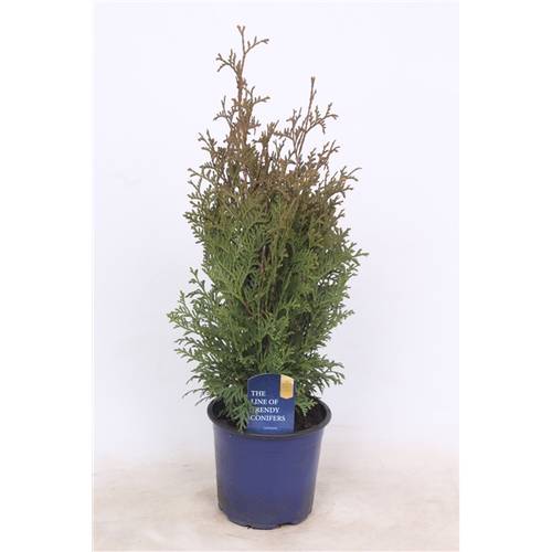 Thuja Oc Holmstr T13 H40