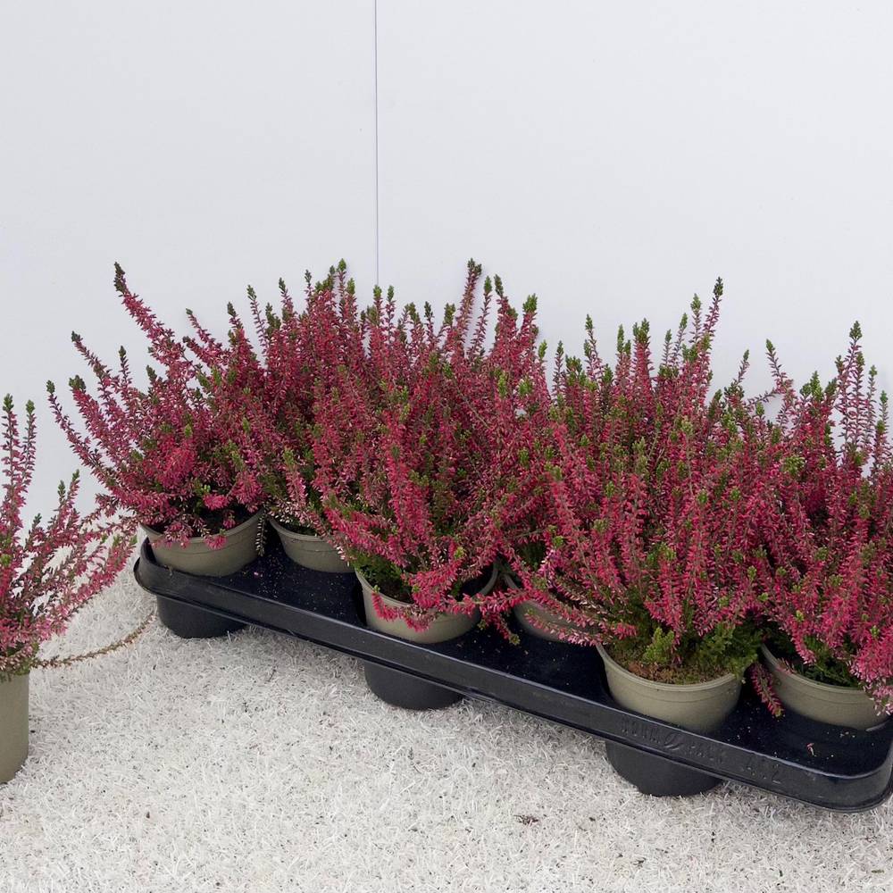 Calluna rot Vulgaris Schn. Von Uhr T10,5 H017