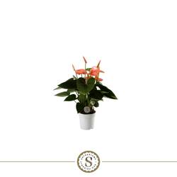 Anth.lachs Spirit T07 H025