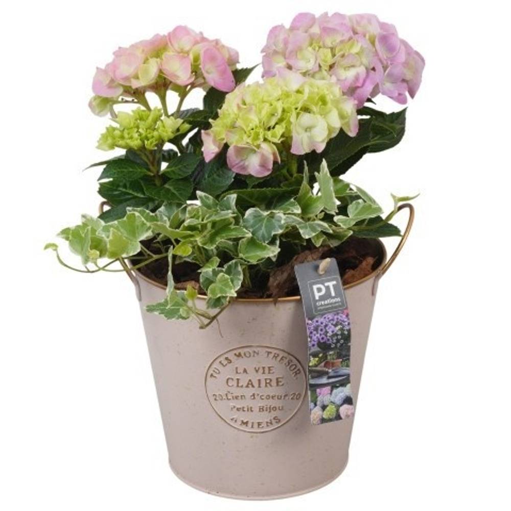 Garten.Arr PTPP6871 T18 H032