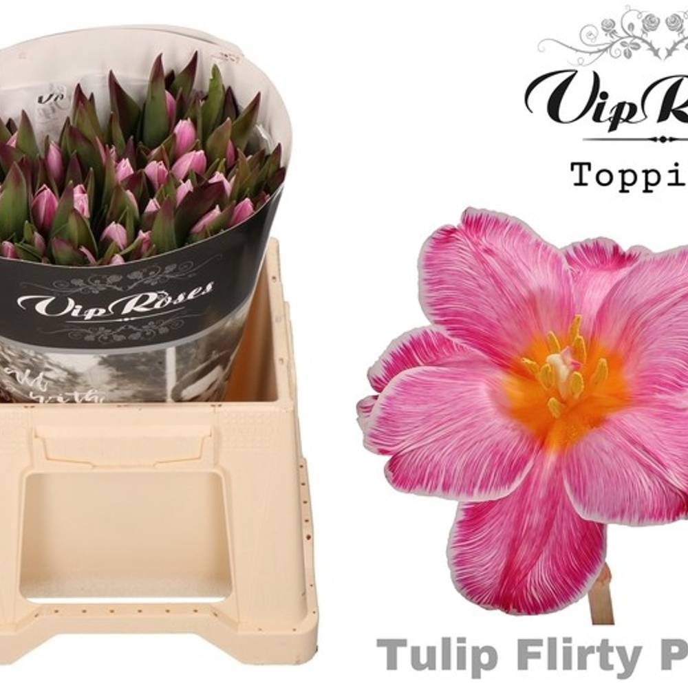 Tulpe Rosa gefärbt Flirty pink 32 Gramm