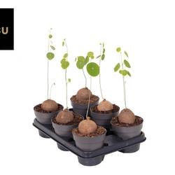 Stephania Erecta T12 H020