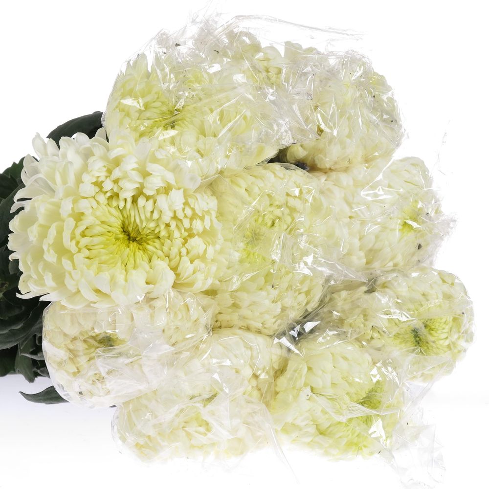 Chrys.Freil.Deko weiss 75 Gramm 65cm