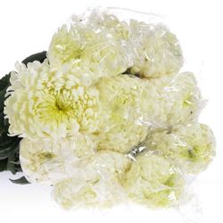 Chrys.Freil.Deko weiss 75 Gramm 65cm