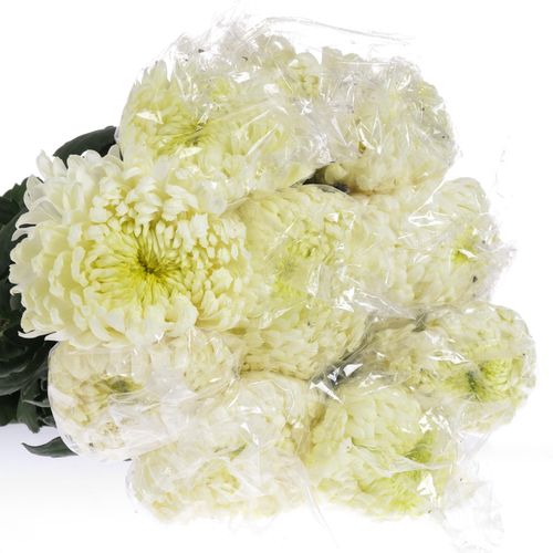 Chrys.Freil.Deko weiss 75 Gramm 65cm