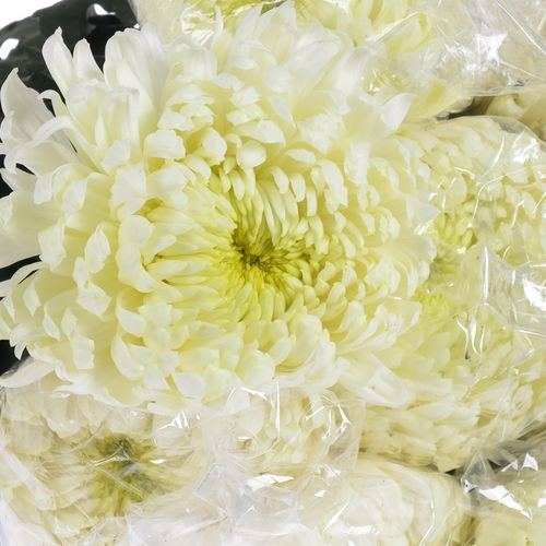 Chrys.Freil.Deko weiss 75 Gramm 65cm