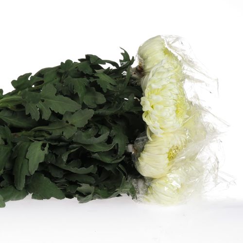 Chrys.Freil.Deko weiss 75 Gramm 65cm