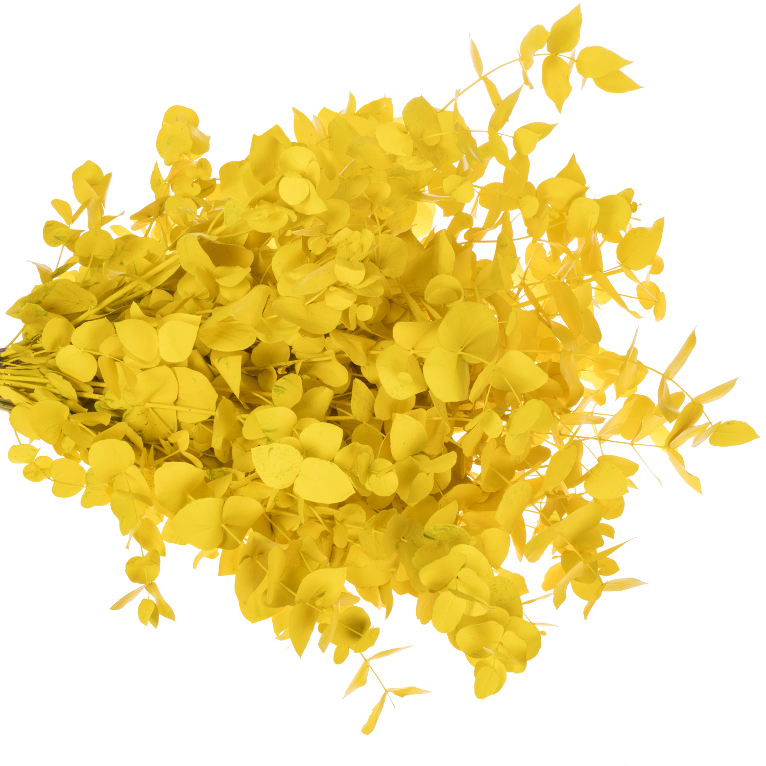 Populus gelb gefärbt Cinerea 200 Gramm 65cm