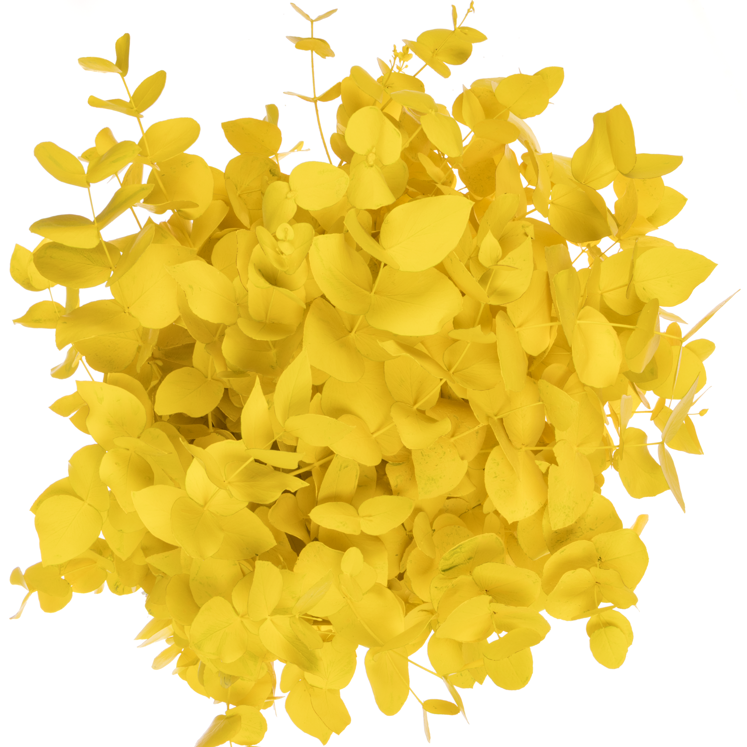 Populus gelb gefärbt Cinerea 200 Gramm 65cm