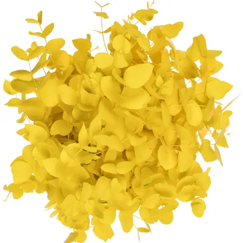 Populus gelb gefärbt Cinerea 200 Gramm 65cm