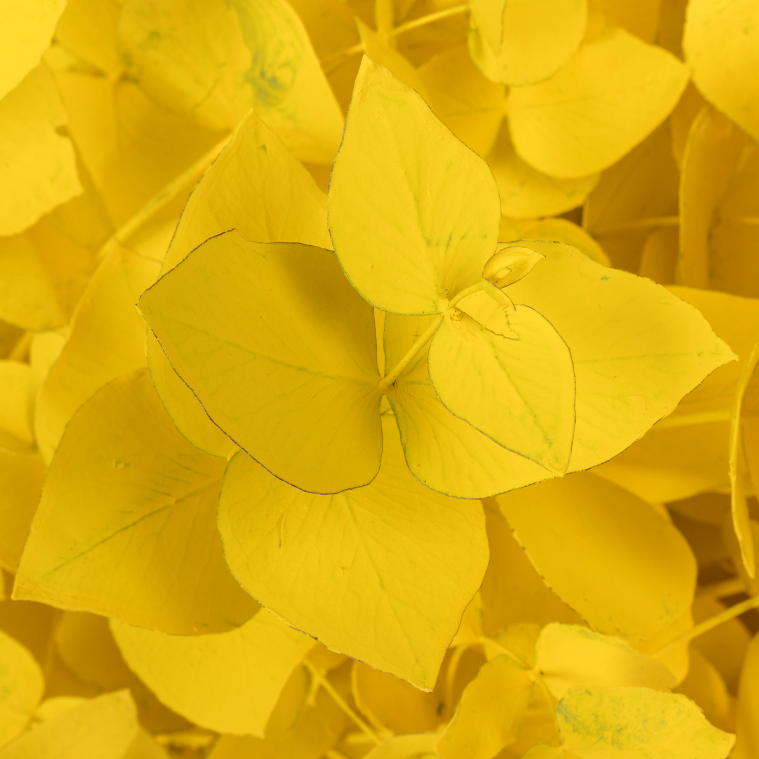 Populus gelb gefärbt Cinerea 200 Gramm 65cm