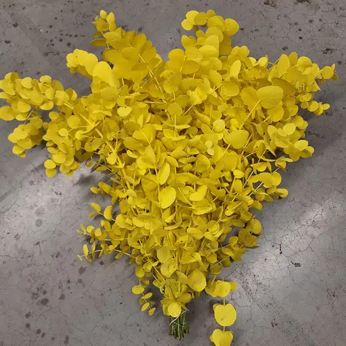 Populus gelb gefärbt Cinerea 200 Gramm 65cm