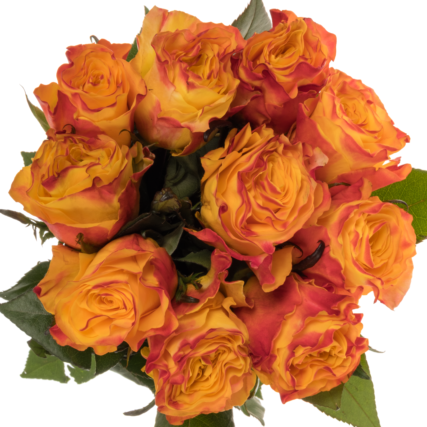 Rose gelb/rot Easy Fashion 40cm
