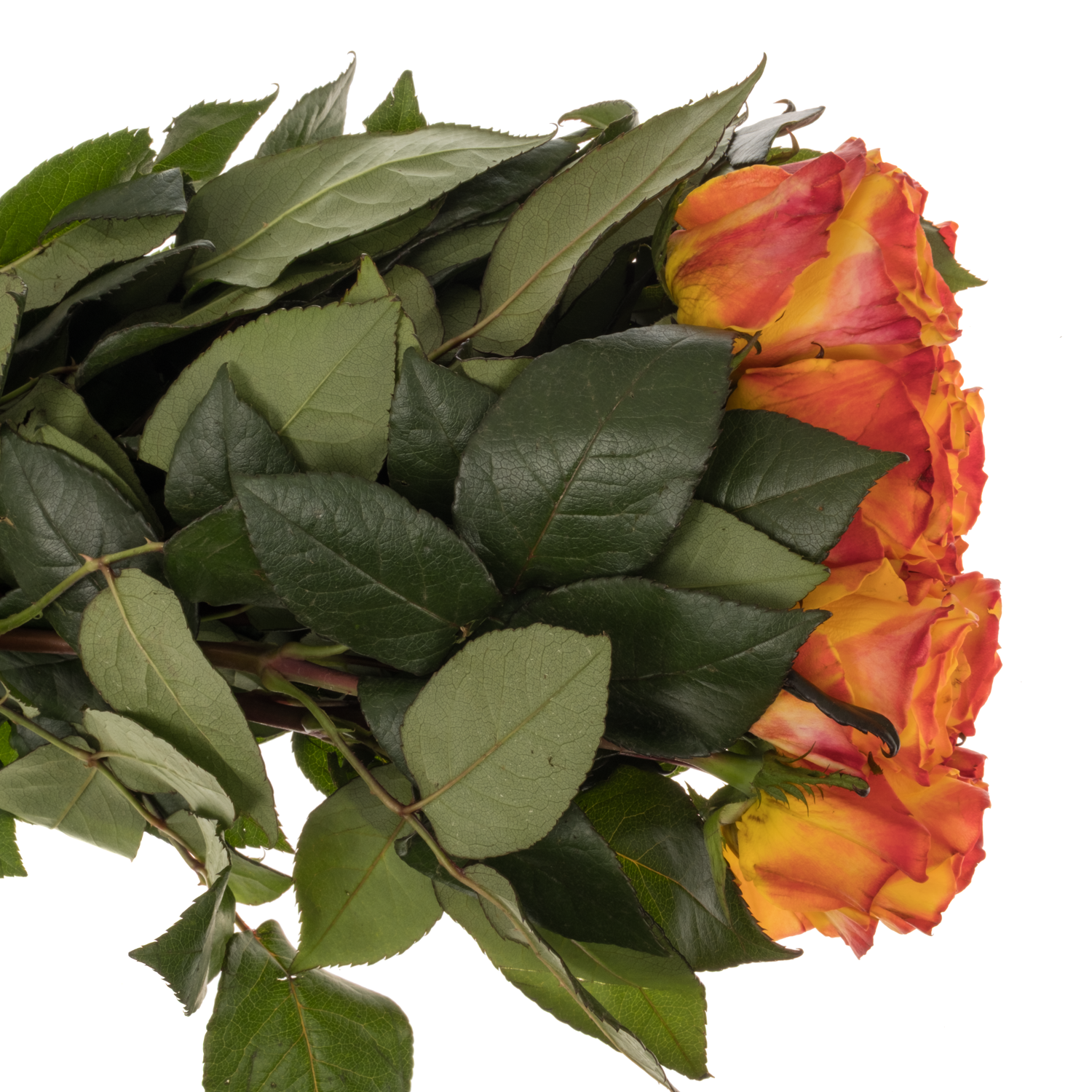 Rose gelb/rot Easy Fashion 40cm