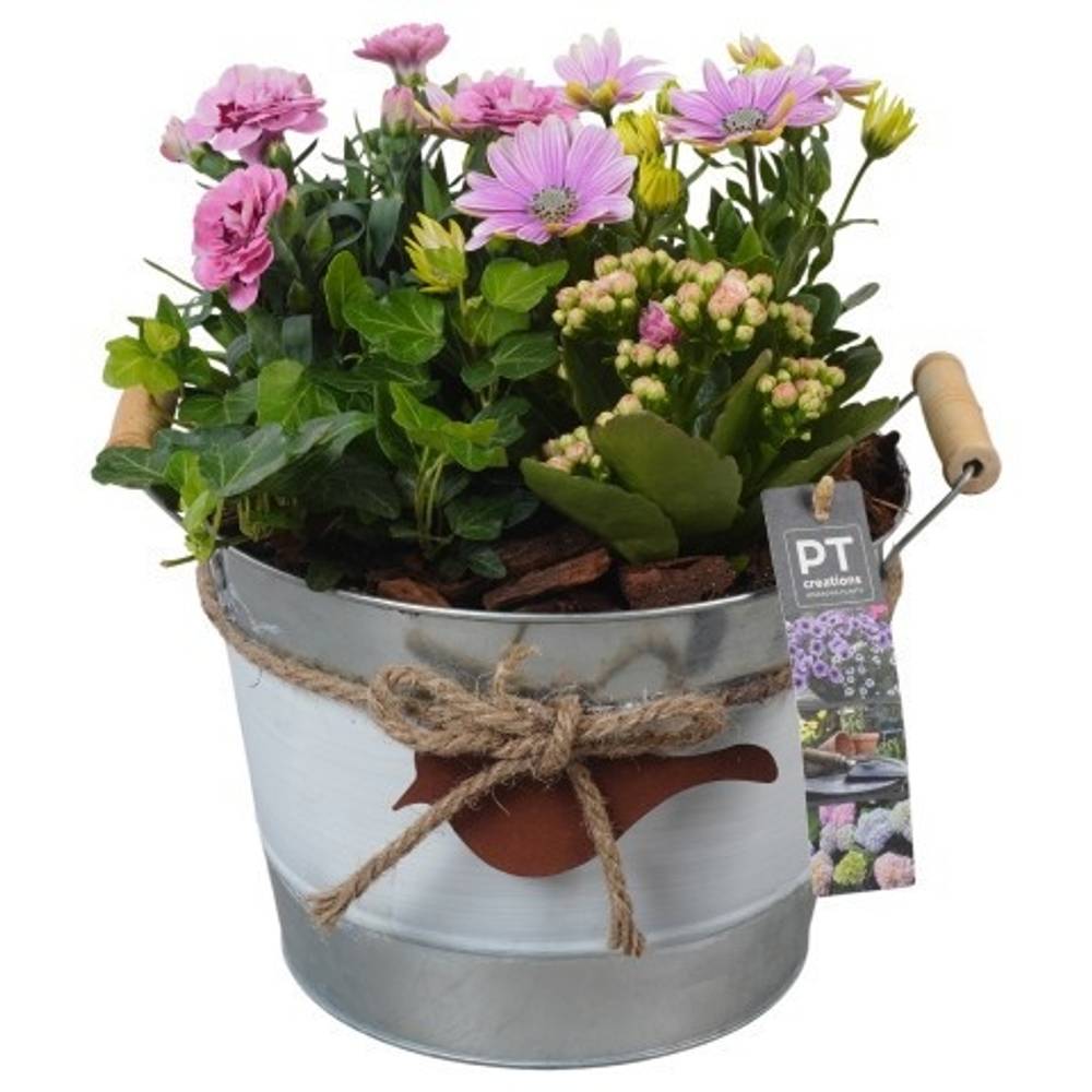 Garten.Arr PTPP6907 T21 H027