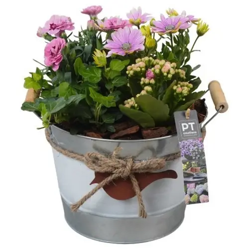 Garten.Arr PTPP6907 T21 H027