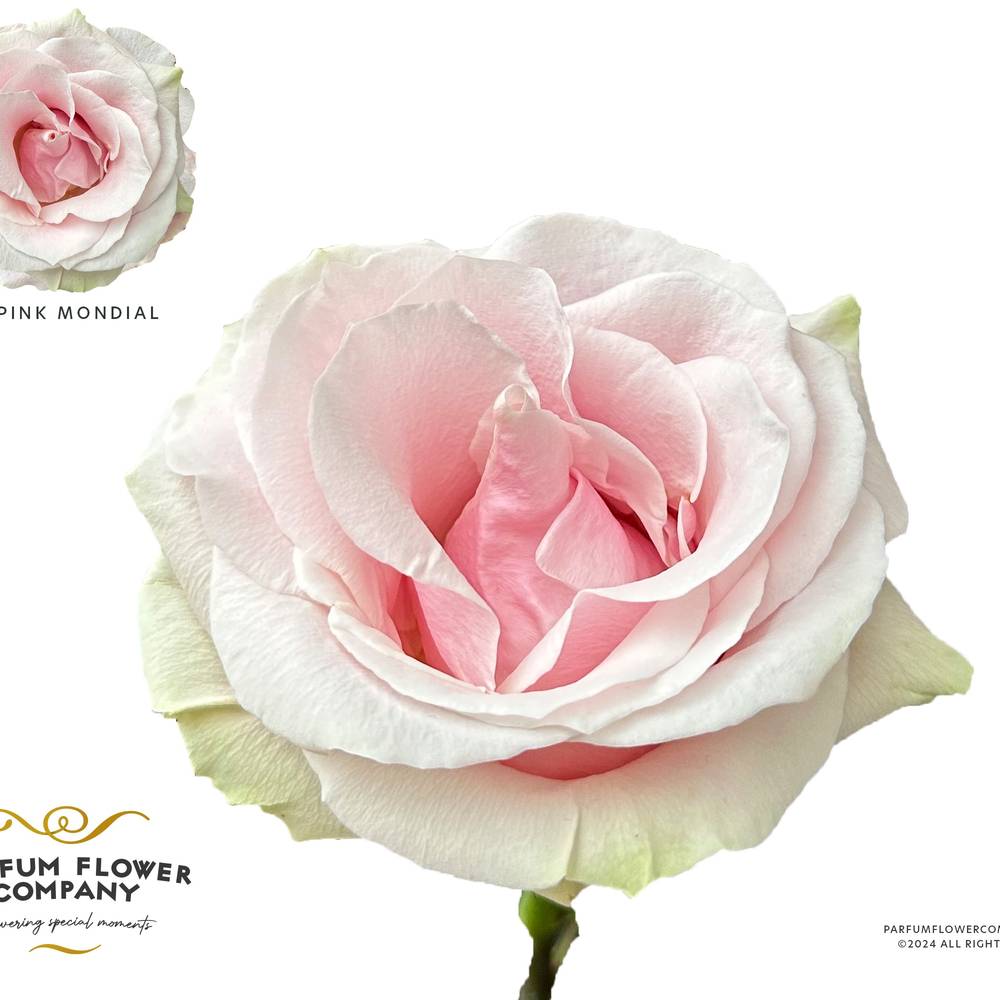 Rose rosa Pink Mondial 50cm