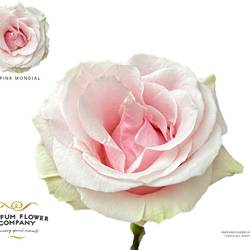 Rose rosa Pink Mondial 50cm