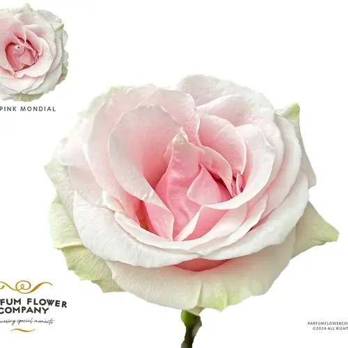 Rose rosa Pink Mondial 50cm