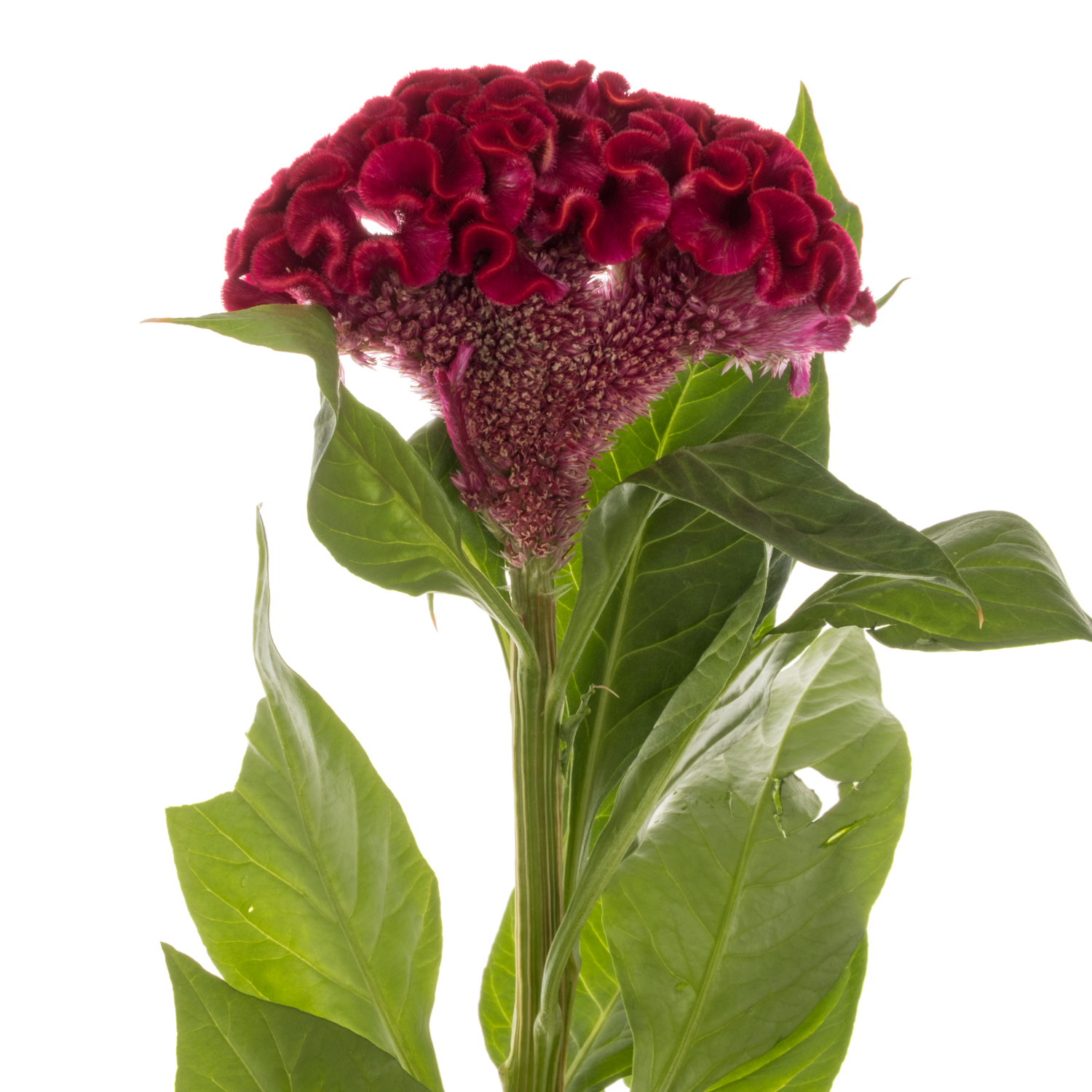 Hahnenkamm dunkel rot Dara 72cm