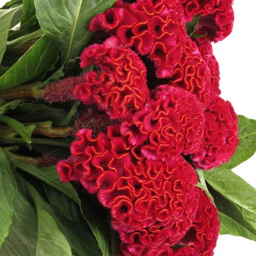 Hahnenkamm dunkel rot Dara 72cm