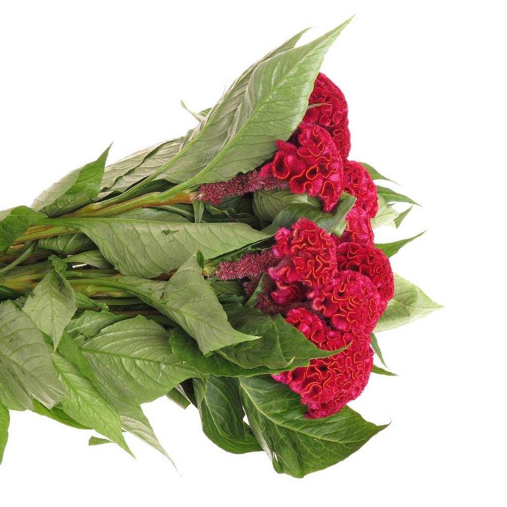 Hahnenkamm dunkel rot Dara 72cm