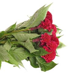 Hahnenkamm dunkel rot Dara 72cm