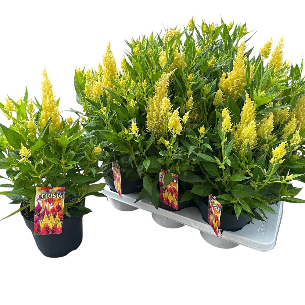 Celosia hell gelb Kelos Atomic T17 H040