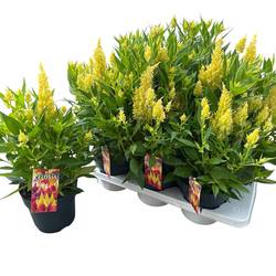 Celosia hell gelb Kelos Atomic T17 H040