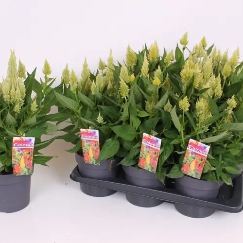 Celosia hell grün Kelos Atomic T17 H40