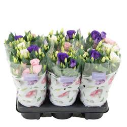 Lisianthus mix Trio T13 H036