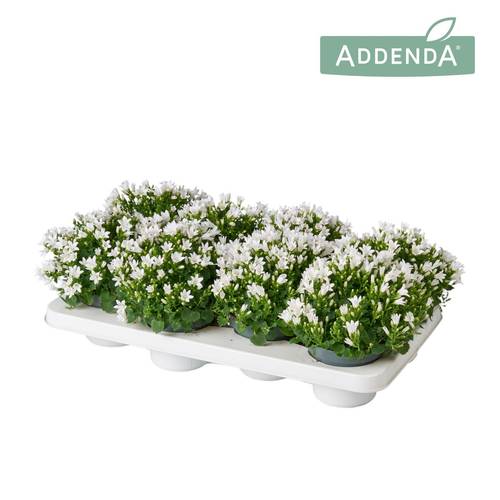 Campanula weiss Ambella T12 H015
