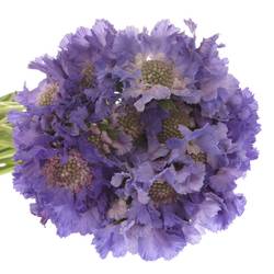 Scabiosa lila Staefa 40cm