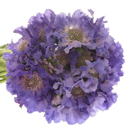 Scabiosa lila Staefa 40cm