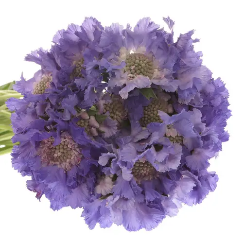 Scabiosa lila Staefa 40cm