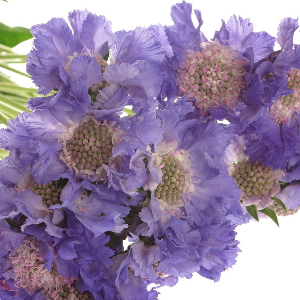 Scabiosa lila Staefa 40cm