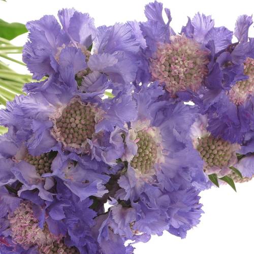 Scabiosa lila Staefa 40cm