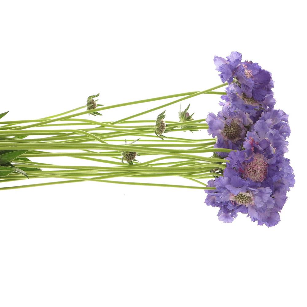 Scabiosa lila Staefa 40cm