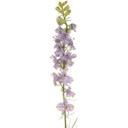 Rittersporen milka Lila 80cm