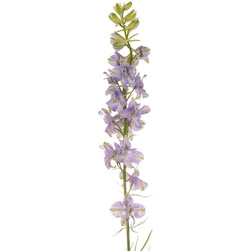 Rittersporen milka Lila 80cm